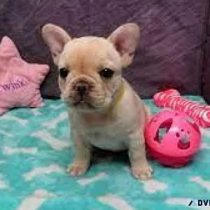 CKC French Bulldog females