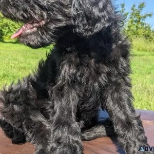 F1 Goldendoodle Puppies