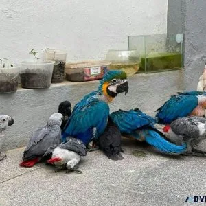 African grey Macaw cockatoos Amazon Parrots