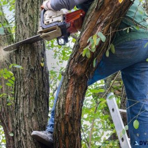 Toronto Tree Removal by Five Star Tree Services