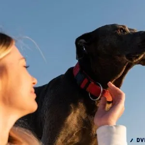 Pet Collars for Dogs