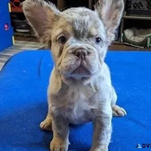 Akc Healthy Fluffy French Bulldogs