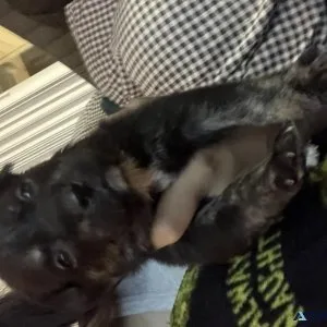 Mixed puppies