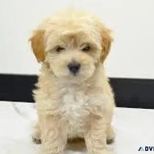 MaltiPoodle cross Puppies