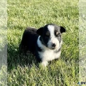 Australian Shepherd Puppy