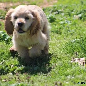 Adorable Cocker Spaniel Puppies