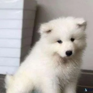 Purebred Samoyed Puppies Ready To Go