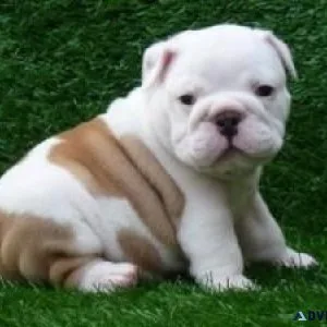 ENGLISH BULLDOG PUPPIES