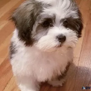 Havanese Cross Puppies