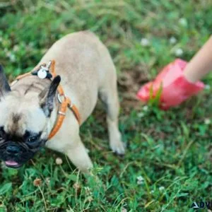 Bellevue s Top Pet Waste Removal Experts Get a free quote today