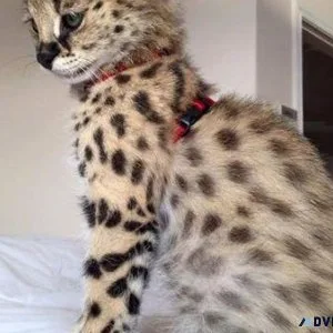 Serval catskittens for sale