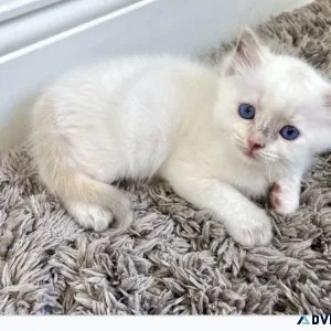 Ragdoll kitten female for sale