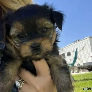 Yorkie Puppies 300350
