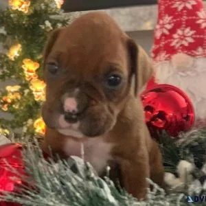 AKC Boxer Puppies