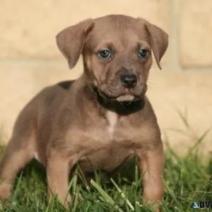 Well Socialized American Bandogge Mastiff puppies available.