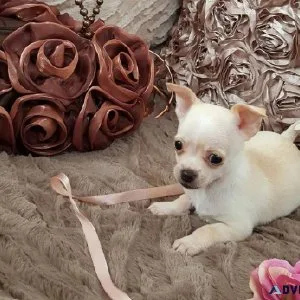 Tcup Chihuahua Puppies