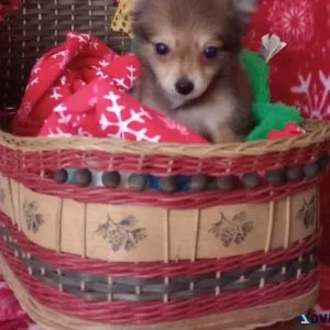 Tea cup Australian Shepherd Mix born Sept 9th. Call 231 742 3020