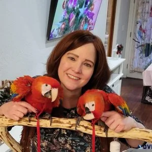 Well Socialized Hand Reared Scarlet Macaws for sale