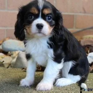 Tri-Colors Cavalier King Charles Puppies ( AKC Reg )
