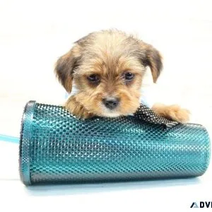 Yorkie Puppies Love