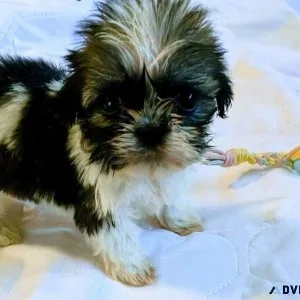 Female Shichon Puppy for Sale(Teddy Bear Puppy)
