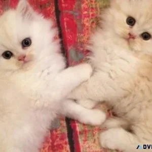 persian kittens available to indoor pet homes