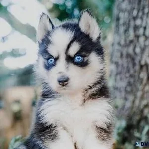 Obedient Siberian Husky Puppies