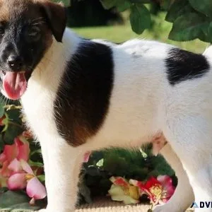 Home Raised Fox Terrier Puppies