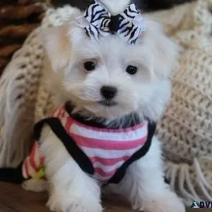 Pure Breed White Chunky Maltese Puppies