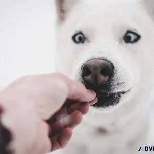 5 Fall Safety Tips for Pet Owners - Pet Clinic in Fox Lake IL