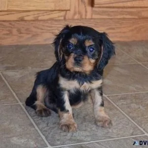Home Raised Cavalier King Charles Spaniel Puppies