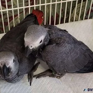 Male and female baby Congo African Grey parrots