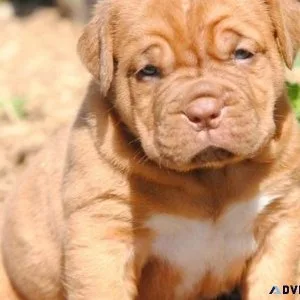 Dogue De Bordeaux Puppies