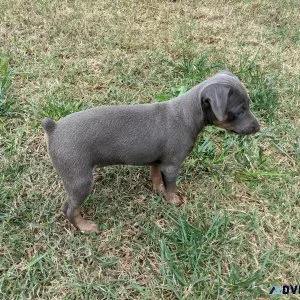 Miniature Pinscher Puppies