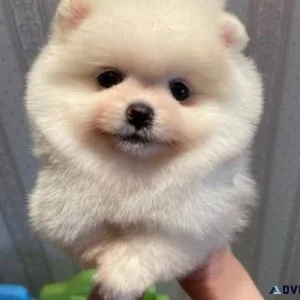 Stunning Pomeranian Puppies AKC Reg