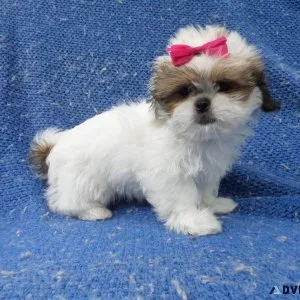 Shihtzu Puppies
