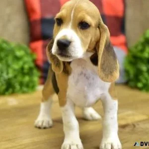 AKC Beagle Puppies ready for new homes