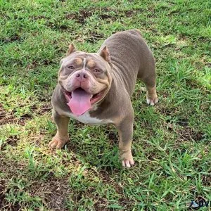 American bullies pocket
