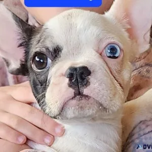 French Bulldog pups females and 1 male AKC registered