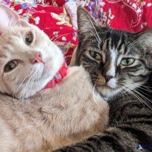 Temporary foster needed for 2 young cats