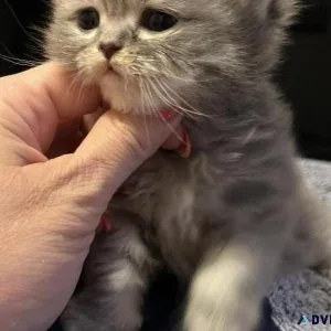 Scottish Fold and Scottish straight kitten