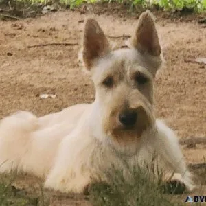 Scottish Terrier Puppies For Sale