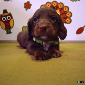 Christmas Miniature Dachshund Puppies RTG