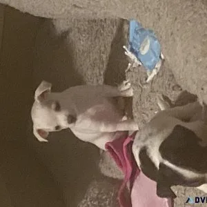 Deerhead chihuahuas 8 weeks old