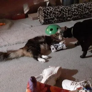 Catnip Kitty kick it