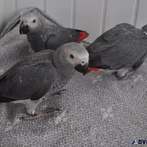 Well Socialized African Grey Parrots available for sale.