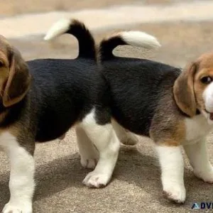 Outstanding Beagle Puppies For Loving Homes