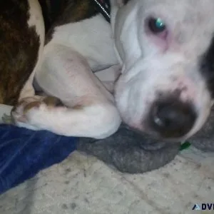American Bully