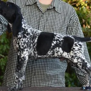 Well Trained German Shorthaired Pointer Puppies