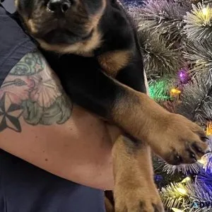 Rottweiler Puppies